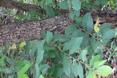 Glochidion velutinum